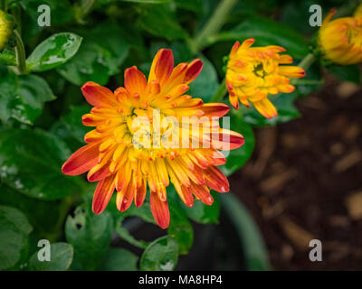 Bel Chysanthemum Fiore in fiore Foto Stock