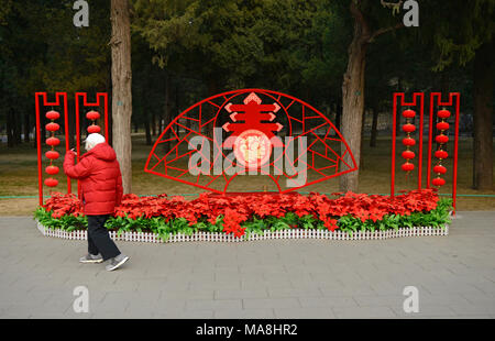 Una donna anziana cammina davanti a un Festival di Primavera di dispongono di display che comprende poinsettias in plastica nel Parco Jingshan a Pechino in Cina Foto Stock