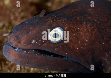 Black moray (Muraena augusti) primo piano ritratto a Mar de las Calmas Marine Reserve (El Hierro, Isole Canarie, Spagna) Foto Stock