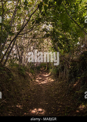 Percorso nascosto attraverso gli alberi su Dartmoor Foto Stock