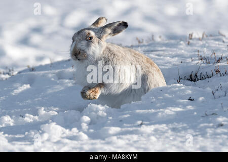 Mountain lepre (Lepus timidus) nella sua forma sulla coperta di neve hillside nelle Highlands scozzesi, Marzo 2018 Foto Stock