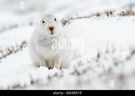 Avviso di montagna (lepre Lepus timidus) su strade coperte di neve hillside nelle Highlands scozzesi, Marzo 2018 Foto Stock