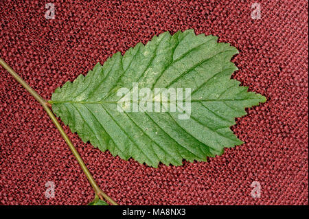 Wych Elm foglia, Ulmus glabra Foto Stock