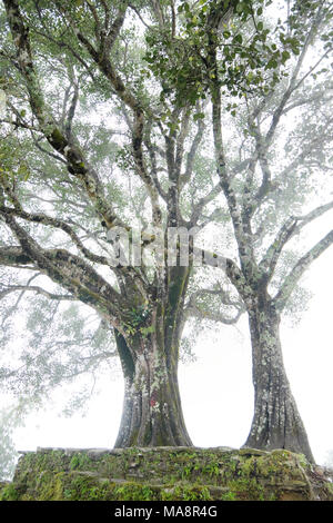 Vecchio albero nella nebbia Foto Stock