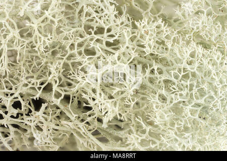 Cladonia rangiferina pattern. Licheni delle renne sfondo texture. Foto Stock