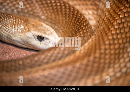 Higlly astralasian velenosi serpente chiamato taipan Foto Stock