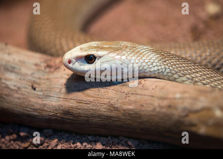 Higlly astralasian velenosi serpente chiamato taipan Foto Stock