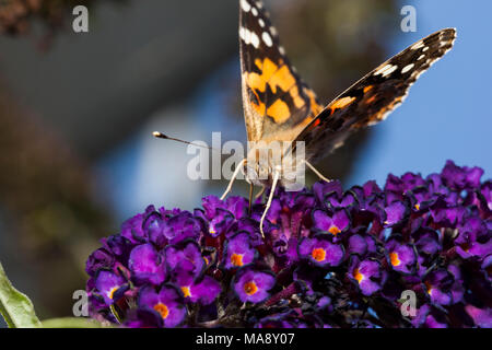 Visite a farfalla buddleia in English Country Garden Foto Stock