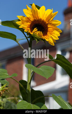 Girasole i cui petali non hanno abbastanza completamente aperto e crea il look di qualcuno il sollevamento le loro mani per la loro bocca e ridere Foto Stock