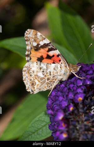 Giardino in comune butterfly con ala dettaglio Foto Stock