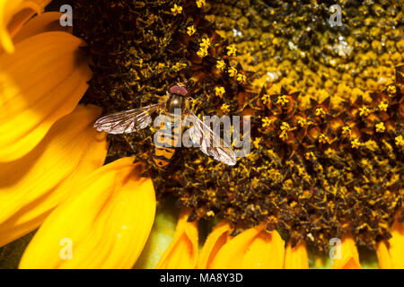 Mosca della frutta a semi di girasole - close up Foto Stock