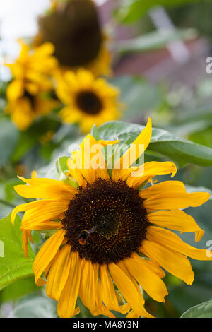 Crescendo il girasole in Inghilterra Foto Stock