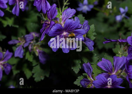 Un'Ape raccoglie il polline su un luminoso viola estate geranio in un inglese un giardino estivo Foto Stock