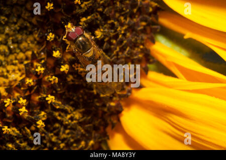 Mosca della frutta a semi di girasole - close up Foto Stock