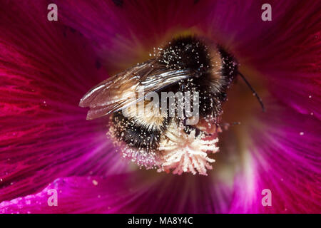 Chiudere dettagliata di Bumble Bee (Bombus terrestris) nel cuore di rosa / rosso Hollyhock fiore (Alcea rosea) con molti polline macchie di polvere Foto Stock