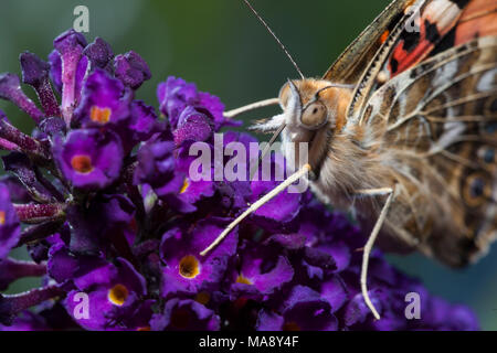 Giardino in comune farfalla in close up con testa dettaglio Foto Stock