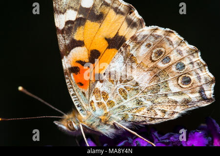 Giardino in comune farfalla in close up Foto Stock