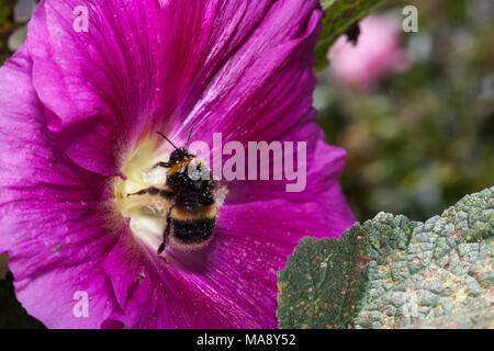 Bumble Bee detiene sul fiore Hollyhock mentre si raccoglie il polline Foto Stock