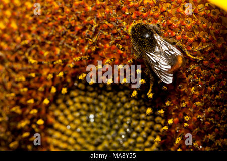 Bee attraversa la testa dei semi di girasole in stretta fino Foto Stock