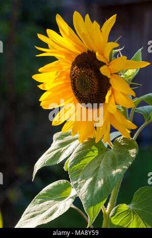 Girasole con la luce gioca attraverso i suoi petali Foto Stock