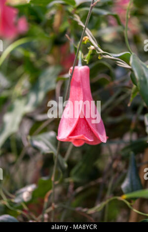 La Campanula cileno, Cile Klocka (Lapageria rosea) Foto Stock