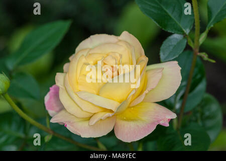 'Pace' Hybrid Tea Rose, Tehybridros (rosa) Foto Stock