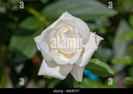 "Pascali' Hybrid Tea Rose, Tehybridros (rosa) Foto Stock
