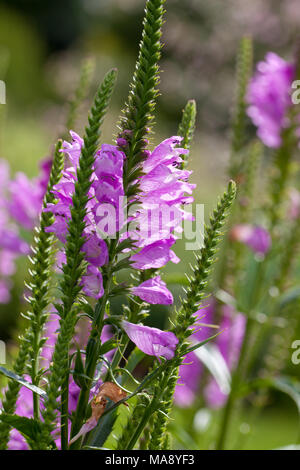 'Bouquet Rose' obbediente impianto, Drakmynta (Physostegia virginiana) Foto Stock