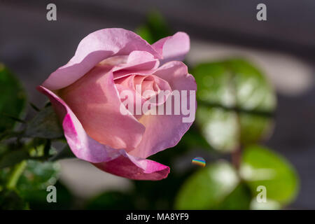 "Valzer tempo' Hybrid Tea Rose, Tehybridros (rosa) Foto Stock