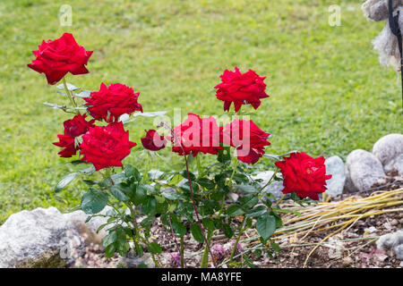 " Ingrid Bergman' Hybrid Tea Rose, Tehybridros (rosa) Foto Stock