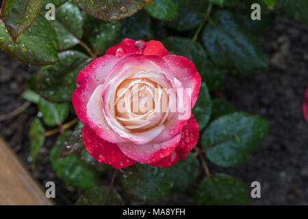 'Nostalgie' Hybrid Tea Rose, Tehybridros (rosa) Foto Stock