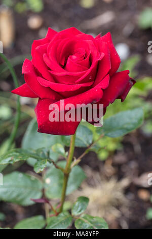 " Ingrid Bergman' Hybrid Tea Rose, Tehybridros (rosa) Foto Stock