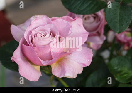 "Valzer tempo' Hybrid Tea Rose, Tehybridros (rosa) Foto Stock