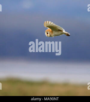 Barbagianni casernement lungo Aust Warth per arvicole Foto Stock