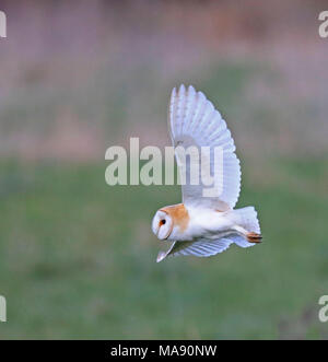 Barbagianni casernement lungo Aust Warth per arvicole Foto Stock