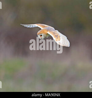 Barbagianni casernement lungo Aust Warth per arvicole Foto Stock