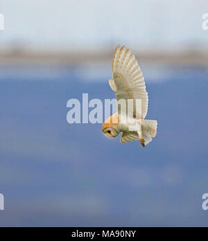 Barbagianni casernement lungo Aust Warth per arvicole Foto Stock