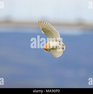 Barbagianni casernement lungo Aust Warth per arvicole Foto Stock