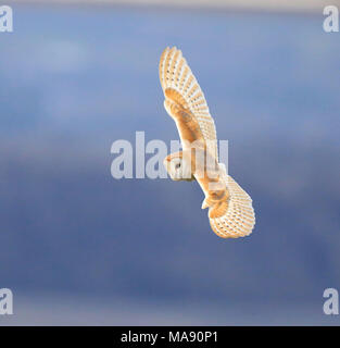 Barbagianni casernement lungo Aust Warth per arvicole Foto Stock