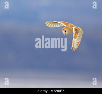 Barbagianni casernement lungo Aust Warth per arvicole Foto Stock