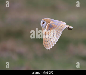 Barbagianni casernement lungo Aust Warth per arvicole Foto Stock