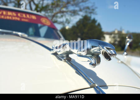 decorazione del cofano jaguar cat saltering (o cofano) Foto Stock