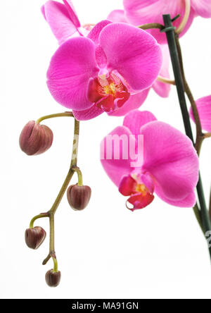 Phalaenopsis dendrobium-Moth Orchid-3 Foto Stock