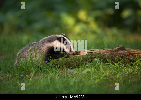 Unione Badger / Europaeischer Dachs ( Meles meles ), curioso giocoso animale giovane, esplorando un marcio tronco di albero, fauna selvatica, l'Europa. Foto Stock