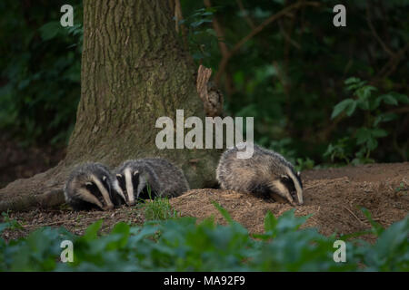 Badgers europea / Europaeische Dachse ( Meles meles ), giovani animali, cubs, giocando sotto un albero vicino al badger set, Wildlife Europe. Foto Stock