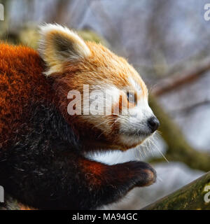 Panda rosso Foto Stock