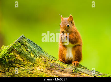 Close up of a cute baby Red Squirrel, Sciurus vulgaris, sat on a tree stump eating a nut.  Facing front. Clean,  green background.  Landscape. Foto Stock