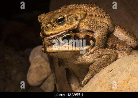 Una coppia di canna rospi in amplexus lungo un fiume tropicale nella loro gamma nativo, nel nord del Perù. Foto Stock