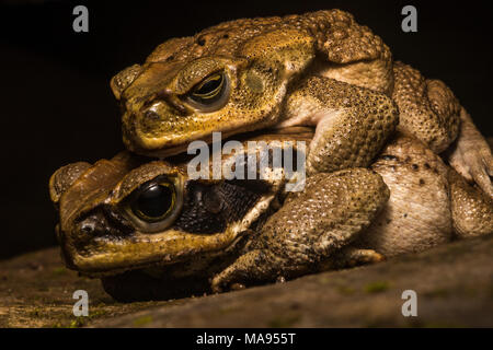 Una coppia di canna rospi in amplexus lungo un fiume tropicale nella loro gamma nativo, nel nord del Perù. Foto Stock