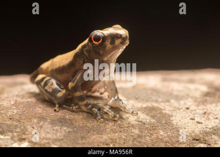 Un giovane appena metamorfosati Osteocephalus froglet dal Perù tropicale. Foto Stock